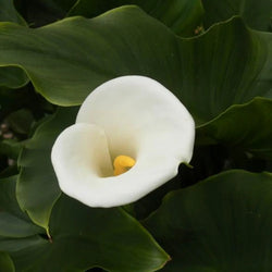 Zantedeschia Aethiopica, 2L