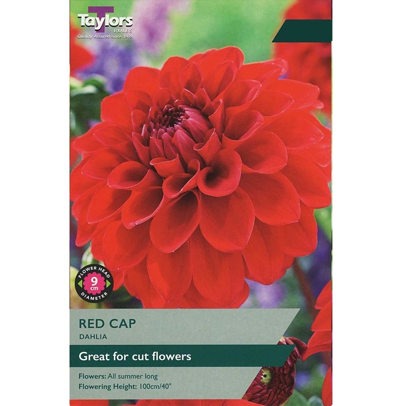 Bright red ball-shaped Dahlia Red Cap flower with layered petals against a blurred garden background.