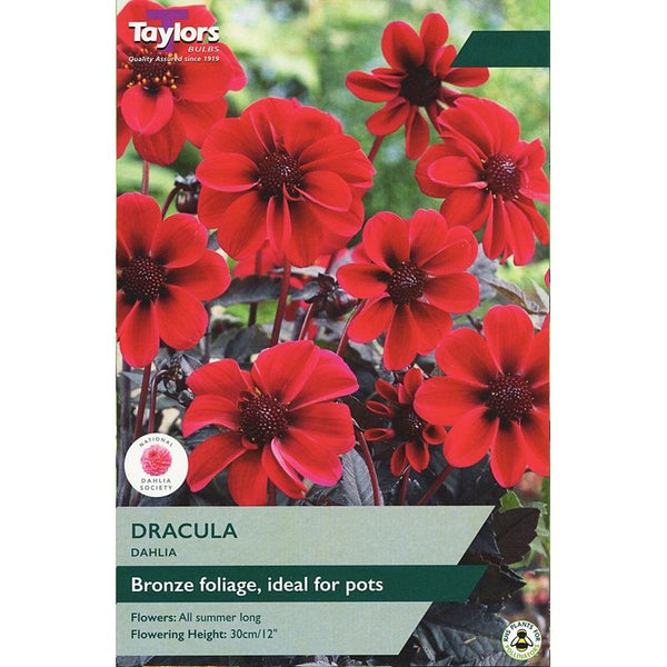 Dahlia Dracula