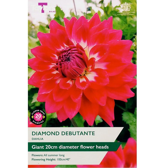 Dahlia Diamond Debutante - Image 1