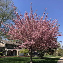 Prunus serr. 'Kanzan' 12L