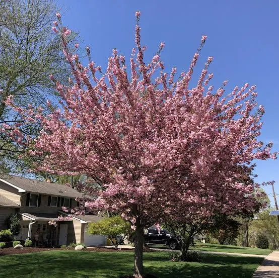 Prunus serr. 'Kanzan' 12L - Image 1