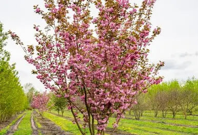 Prunus serr. 'Kanzan' 12L - Image 2