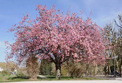 Prunus serr. 'Kanzan' 12L