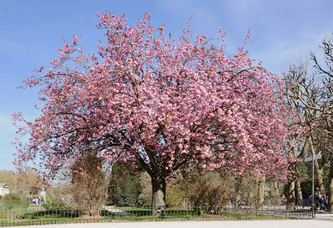 Prunus serr. 'Kanzan' 12L - Image 4