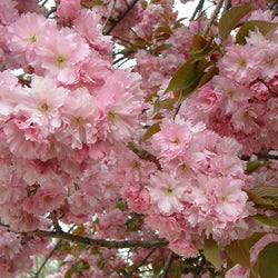 Prunus serr. 'Kanzan' 12L
