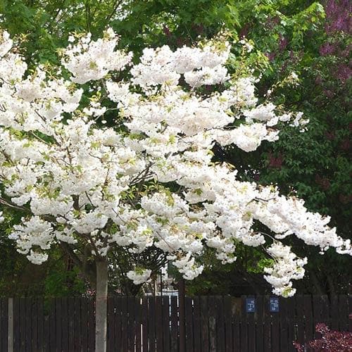 Prunus serr. 'Shirotae' 12L - Image 1