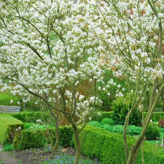 Amelanchier lamarckii 12L