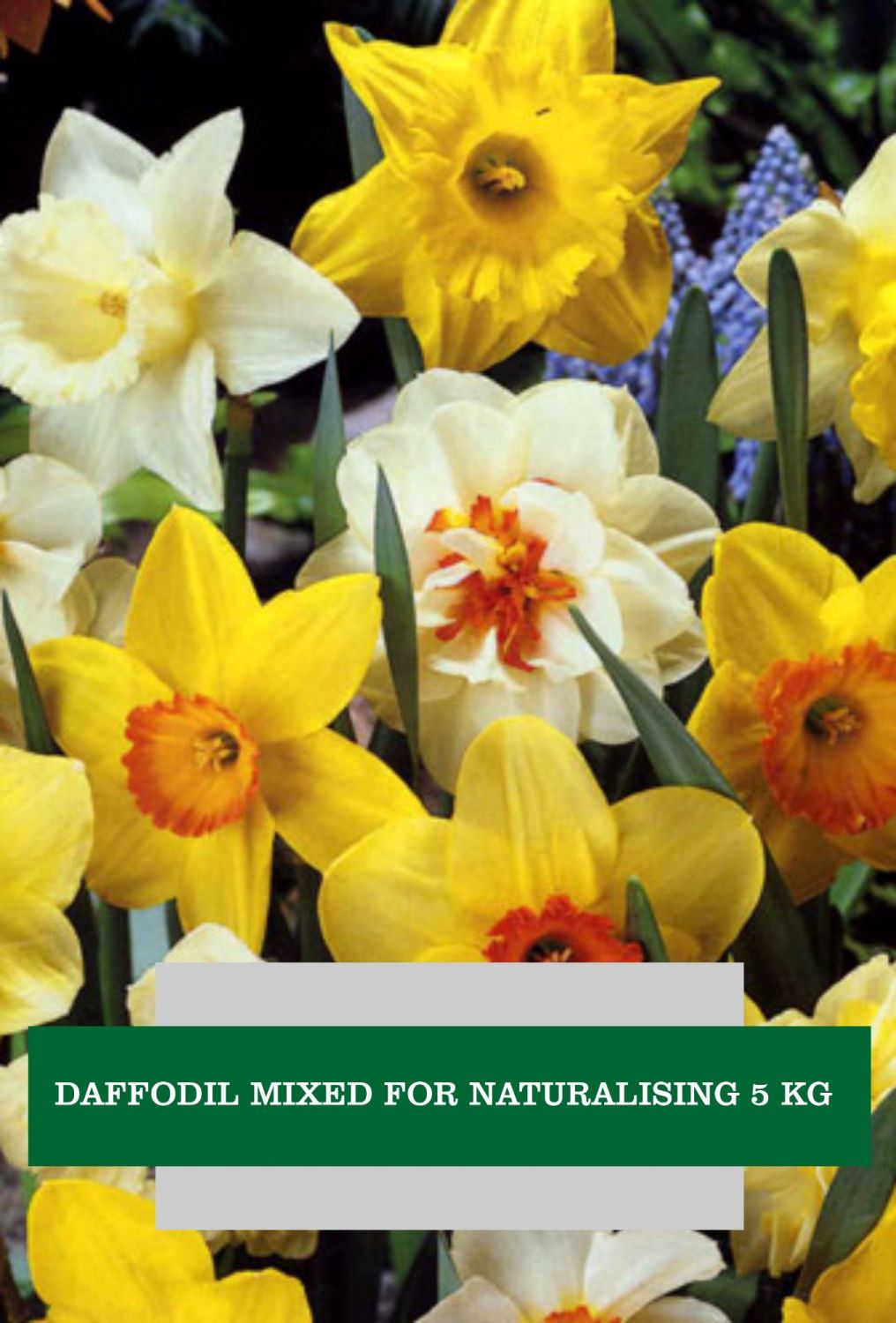 Narcissus Mixed for Naturalising – 5kg - Image 1