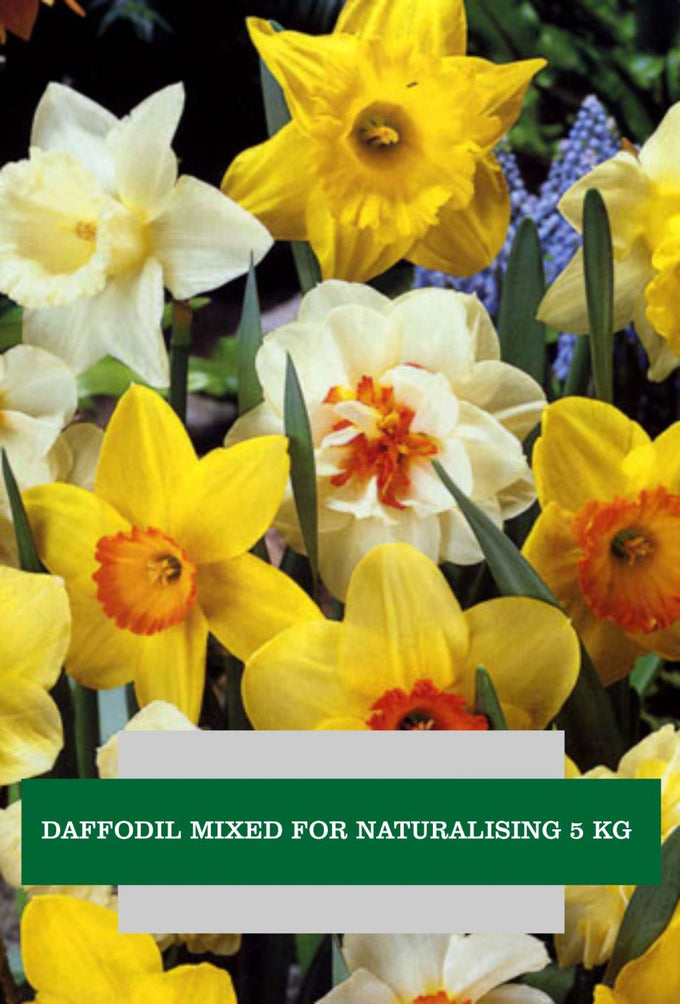 Narcissus Mixed for Naturalising – 5kg - Image 1