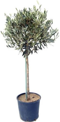 Large mature Olea Europaea olive tree 150cm tall in pot, winter hardy, flowers in spring, fruits in autumn – Keans