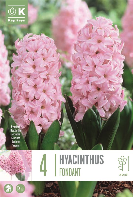 4 Hyacinth ‘Fondant’ – Fragrant White Elegance (Bulb Size 16/17 cm)