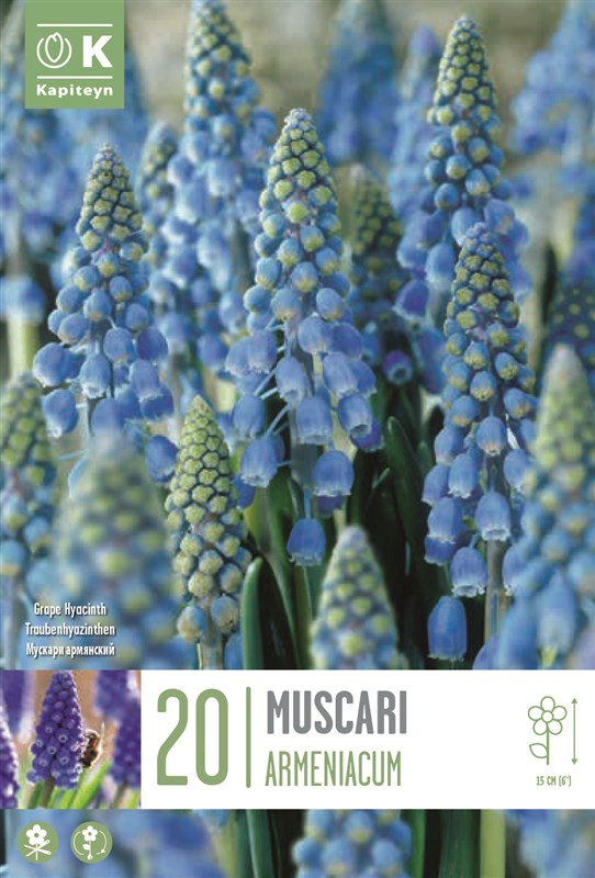 20 Muscari Armeniacum – Classic Grape Hyacinth (Bulb Size 7/8 cm) - Image 1