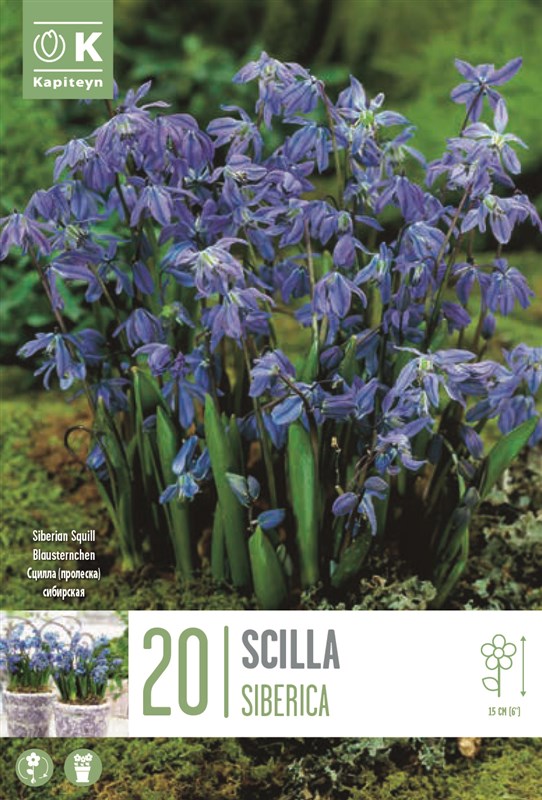 20 Scilla Siberica – Spring Beauty in Blue (Bulb Size 6/7 cm) - Image 1
