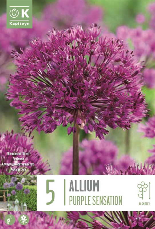 5 Allium Aflatunense 'Purple Sensation' – Architectural Spring Blooms (Bulb Size 12/14 cm)