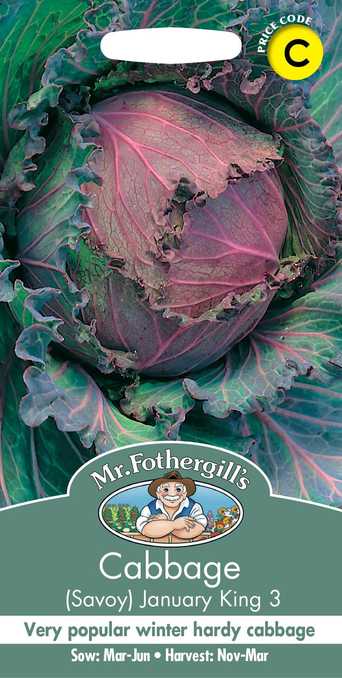 Cabbage (Savoy) January King 3 - Image 1