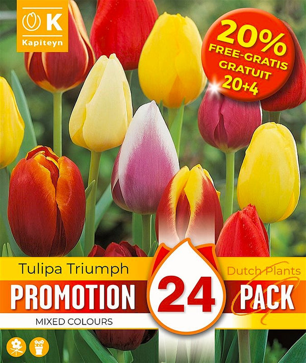 Promo 20% Tulipa Triumph Mixed Colours 10/11 Pack of  24