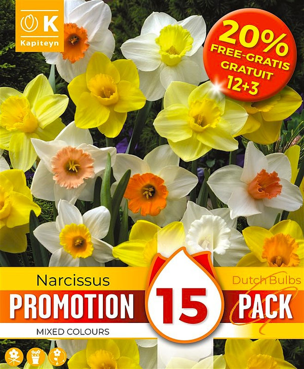 Promo 20% Narcissus Mixed Colours 12/14  Pack of 15
