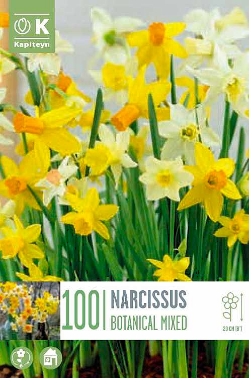 Landscape Bag Narcissus Botanical Mixed Colours 10/12 Pack of 100 - Image 1