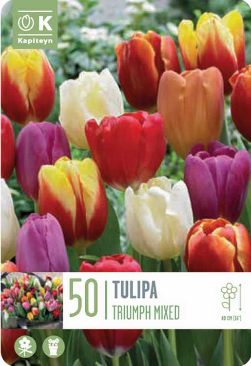 50 Landscape Tulip Triumph Mix - Image 1