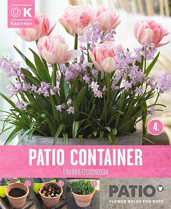 Patio Container Tulipa & Chionodoxa Pack of 20