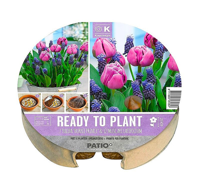 Plant-O-Mat Tulipa & Muscari 24cm  Pack of 19 - Image 1