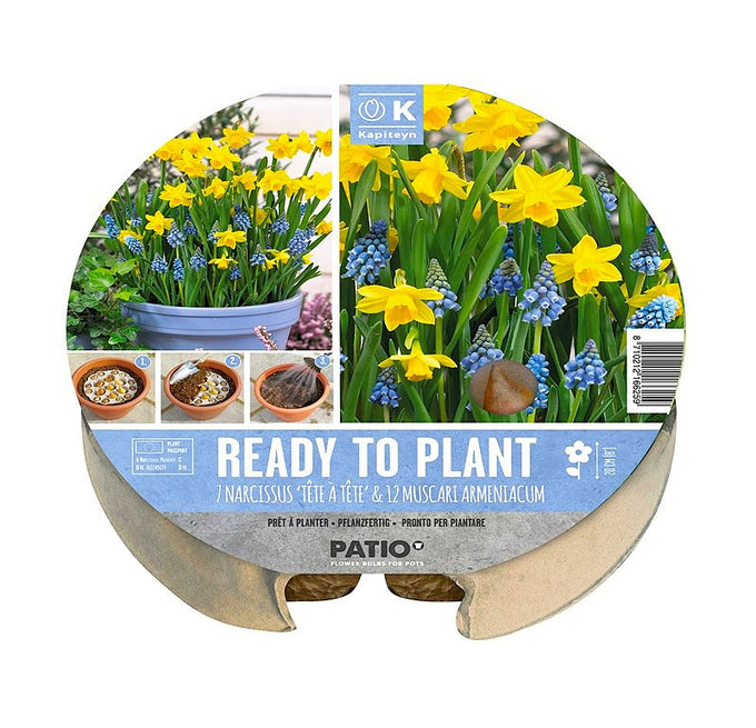 Plant-O-Mat Tray 24cm Narcissus & Muscari, 19 Bulbs - Image 1