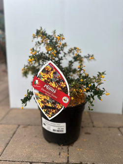 Berberis darwinii Nana shrub with vibrant foliage, perfect for gardens – available at Keans Claremorris.