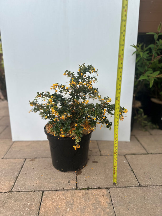 Berberis darwinii Nana evergreen shrub with orange flowers and purple berries, ideal coastal groundcover – Keans Claremorris
