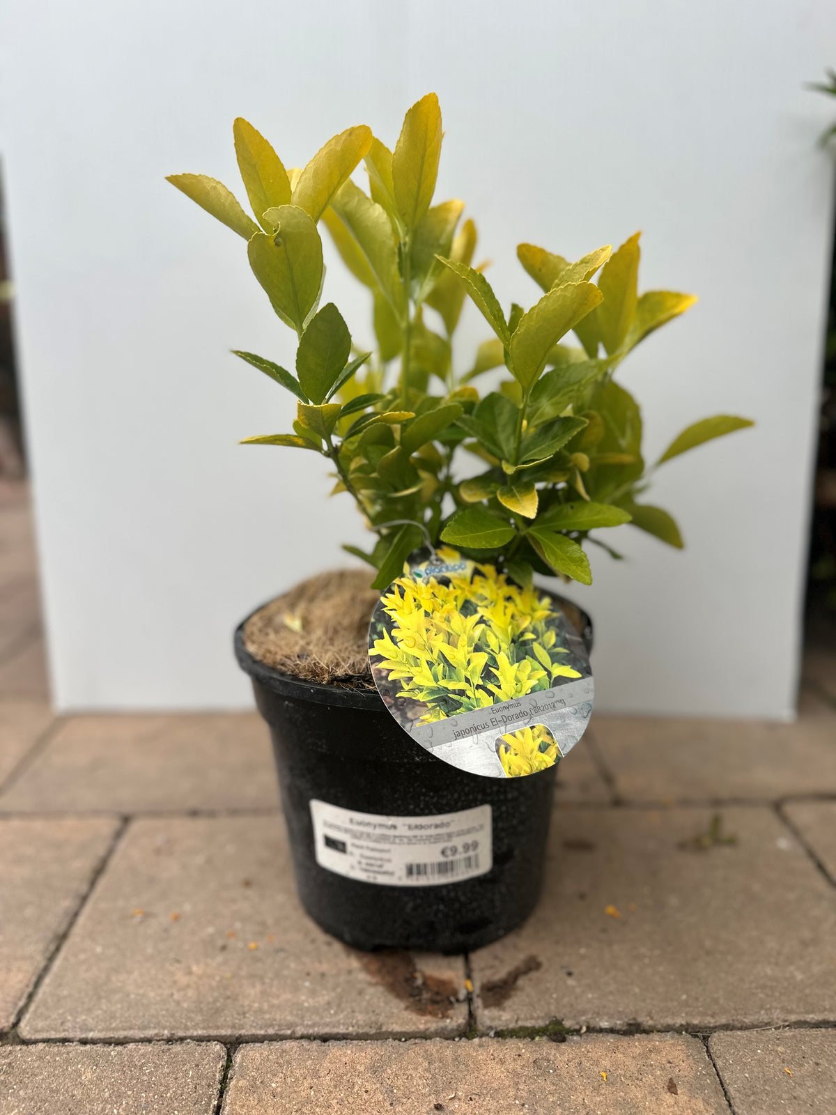 Euonymus Eldorado shrub with yellow-green leaves, perfect for gardens – available at Keans Claremorris.