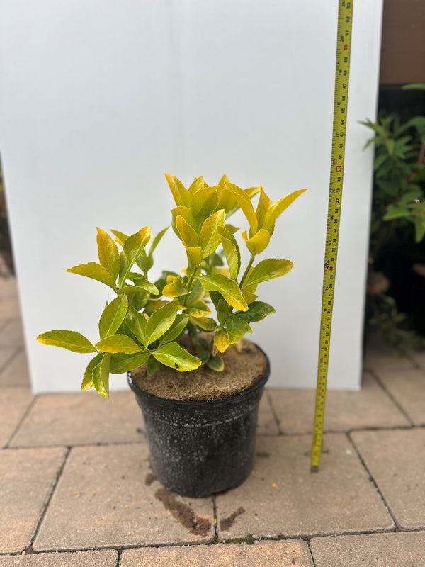 Euonymus Eldorado evergreen tree with bright yellow-green leaves, columnar habit, full sun, 1m tall – Keans Claremorris