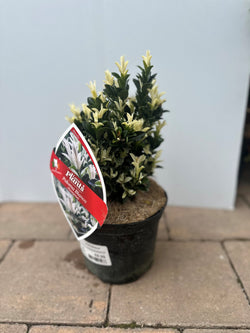 Euonymus Paloma Blanca plant with variegated white and green leaves, available at Keans Claremorris.