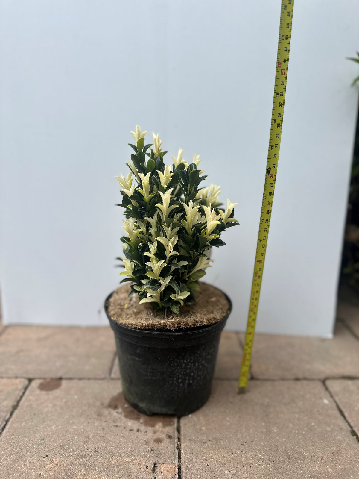Euonymus Paloma Blanca evergreen shrub with mother-of-pearl shoots, compact hedge plant, 50-70 cm tall - Keans Claremorris