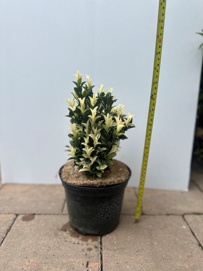 Euonymus Paloma Blanca evergreen shrub with mother-of-pearl shoots, compact hedge plant, 50-70 cm tall - Keans Claremorris