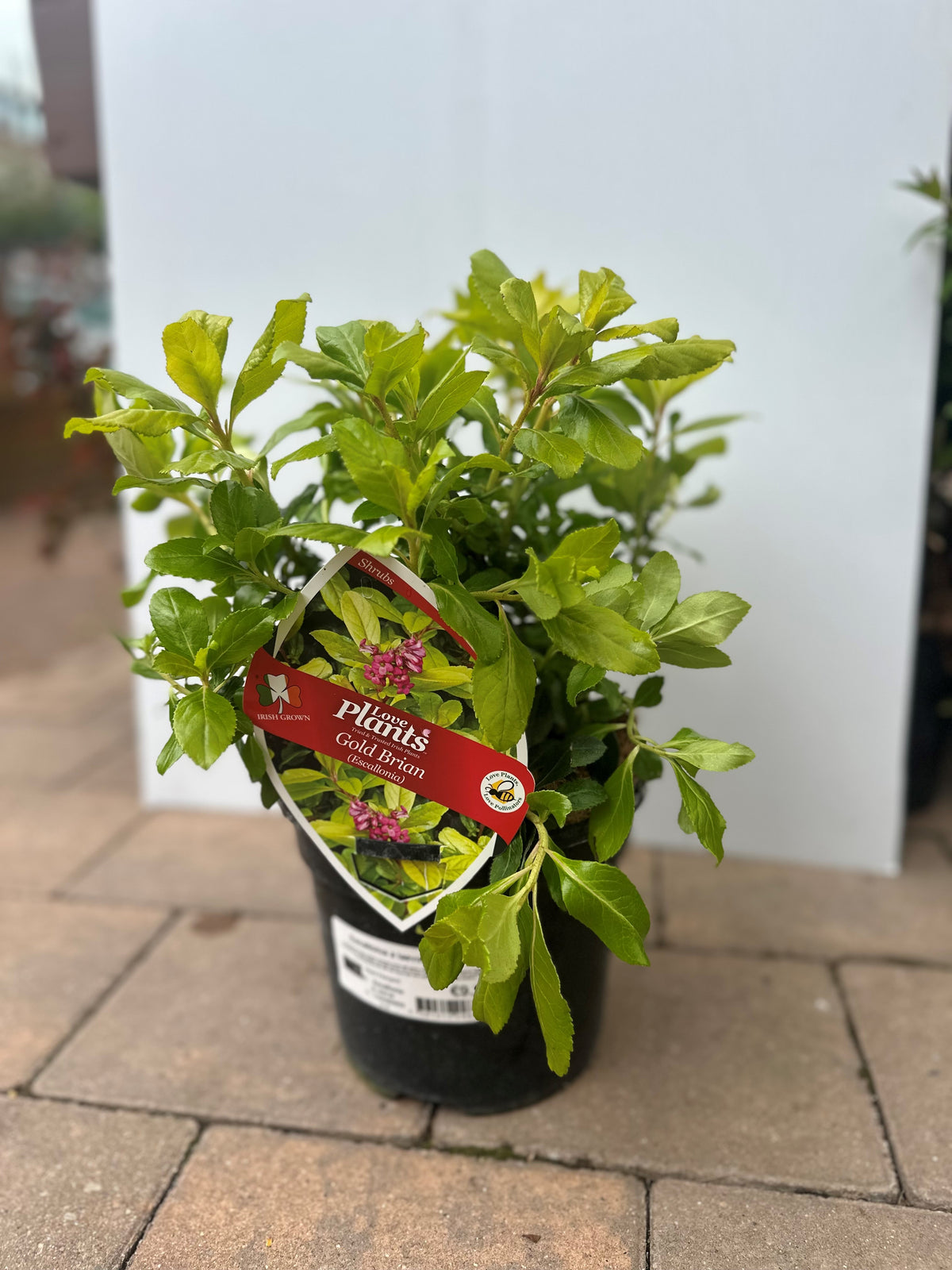Escallonia Laevis Gold Brian shrub with golden foliage, ideal for gardens – available at Keans Claremorris.