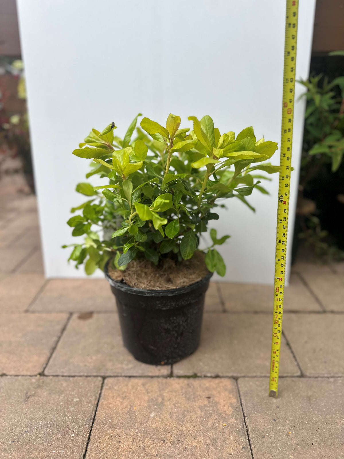 Escallonia Laevis Gold Brian evergreen shrub, 1.5m tall, yellow-gold leaves, rose-red flowers, 3L pot - Keans Claremorris