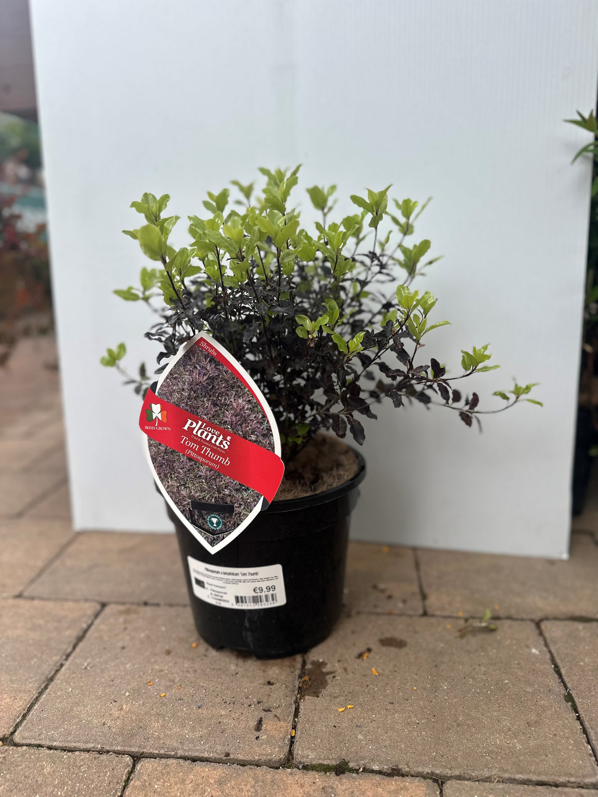 Pittosporum Tom Thumb 3lt plant in black pot, compact evergreen shrub, available at Keans Claremorris.