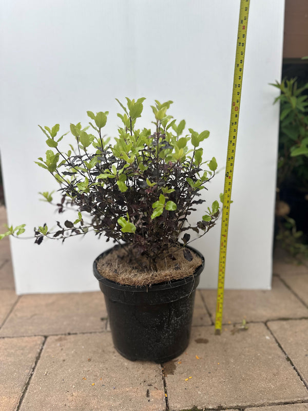 Pittosporum Tom Thumb 3lt evergreen shrub with seasonal red foliage, compact rounded shape, ideal for sunny borders - Keans