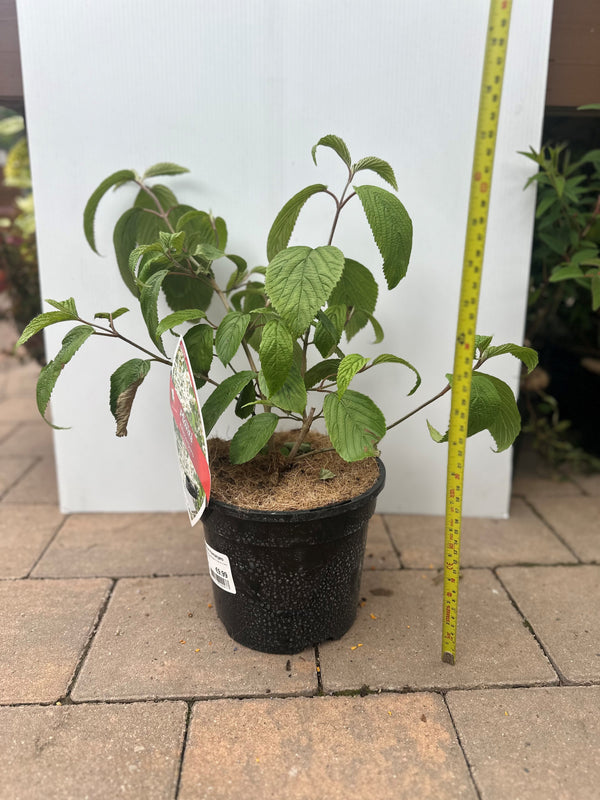 Viburnum Kilimanjaro shrub with heart-shaped leaves, white to pink flowers, red berries, hardy, full sun, Keans Claremorris.