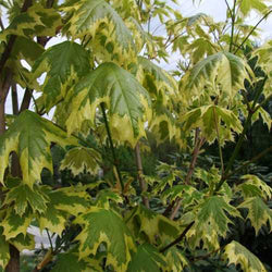 Acer plat. 'Drummondii' 12L