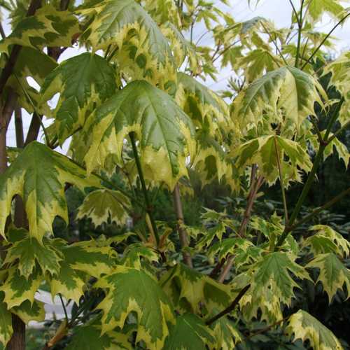 Acer plat. 'Drummondii' 12L - Image 1