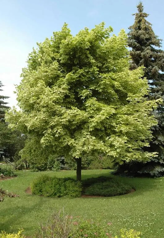 Acer plat. 'Drummondii' 12L - Image 2