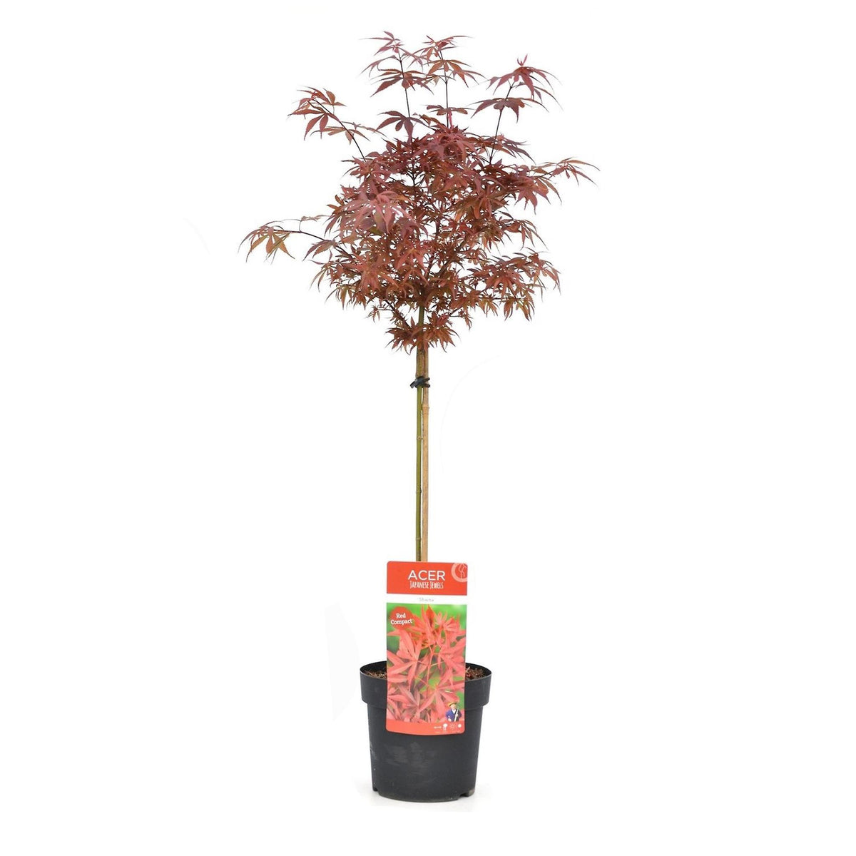 Acer palmatum mix Japanese maple with vibrant red to crimson leaves, ideal for semi-shade, from Keans Claremorris.