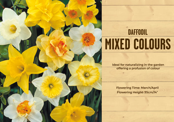 Narcissus Mixed Colours 2kg 12-14cm