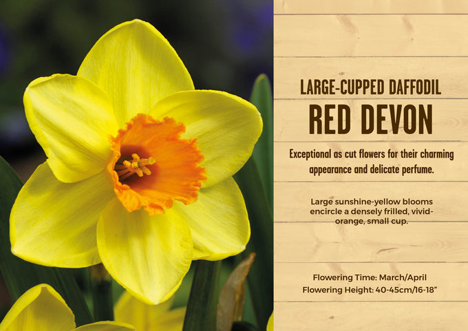 Narcissus Red Devon 2kg 12-14cm - Image 1