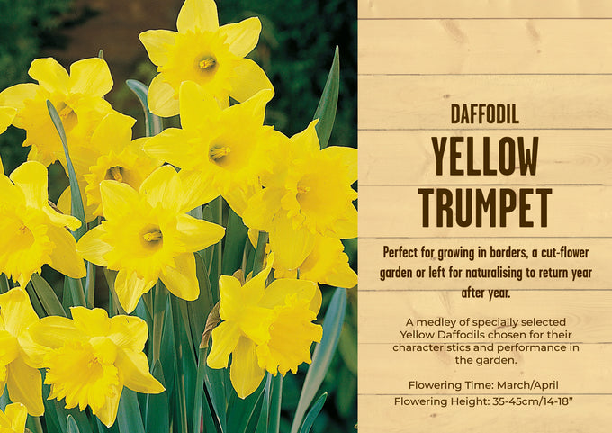 Narcissus Trumpet Yellow 2kg 12-14cm - Image 1