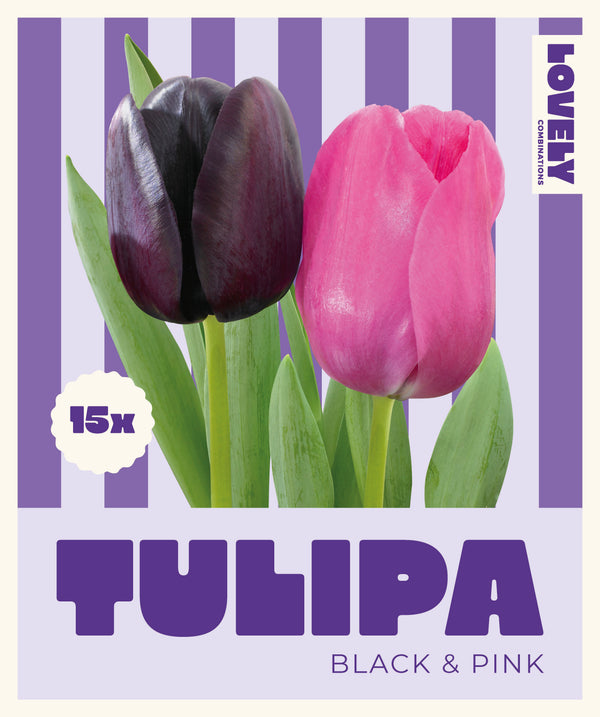 Combi Tulips Duopack Black & Pink  11/12  Pack of 15
