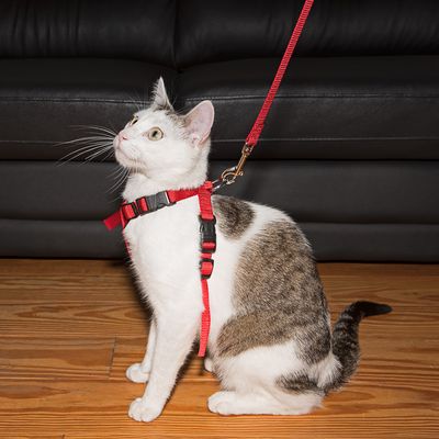Red cat harness adjustable 20-50cm for secure pet walking, available at Keans Claremorris.