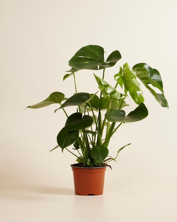 Monstera deliciosa P17 Houseplant - Image 1