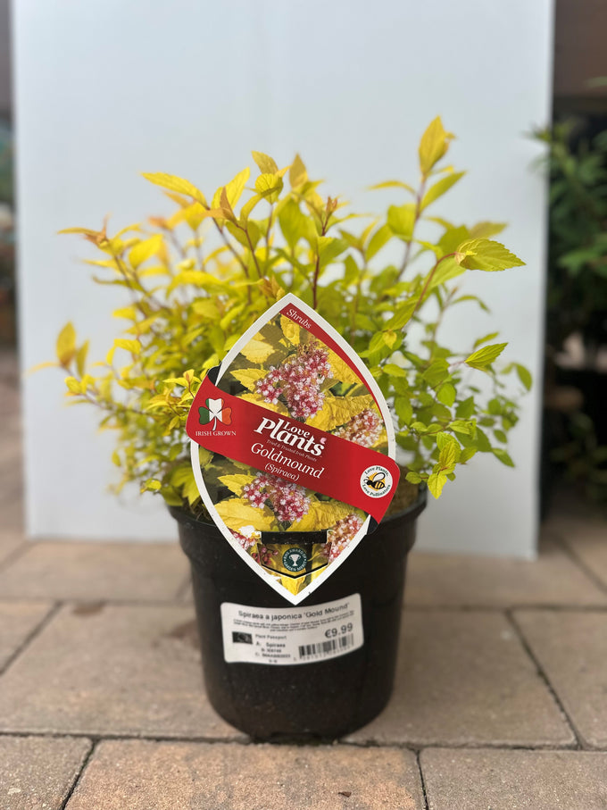 Spiraea Goldmound shrub with golden foliage, perfect for gardens – available at Keans Claremorris.